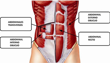 anatomia abdominal